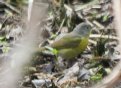 [Nashville Warbler]