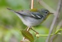 [Northern Parula]