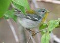 [Northern Parula]