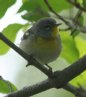 [Northern Parula]