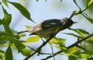 [Northern Parula]