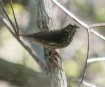 [Northern Waterthrush]