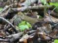 [Ovenbird]