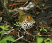 [Ovenbird]