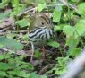 [Ovenbird]