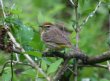 [Palm Warbler]