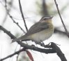 [Philadelphia Vireo]