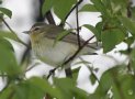 [Philadelphia Vireo]