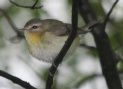 [Philadelphia Vireo]