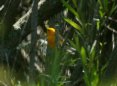 [Prothonotary Warbler]