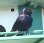 [Purple Martin]