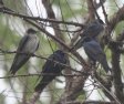 [Purple Martin]