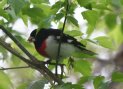 [Rose-breasted Grosbeak]