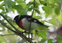 [Rose-breasted Grosbeak]