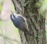 [Red-breasted Nuthatch]