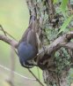 [Red-breasted Nuthatch]