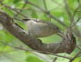[Ruby-crowned Kinglet]