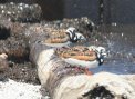 [Ruddy Turnstone]