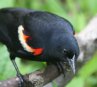 [Red-winged Blackbird]