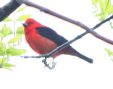 [Scarlet Tanager]
