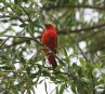 [Scarlet Tanager]