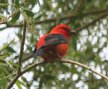 [Scarlet Tanager]