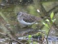 [Solitary Sandpiper]