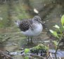 [Solitary Sandpiper]