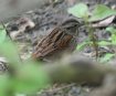 [Swamp Sparrow]