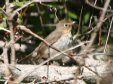 [Swainson's Thrush]