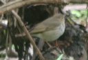 [Swainson's Thrush]