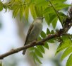 [Tennessee Warbler]