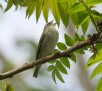 [Tennessee Warbler]