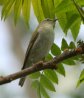 [Tennessee Warbler]