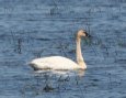 [Trumpeter Swan]