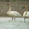 [Trumpeter Swan]
