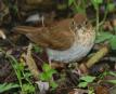[Veery]