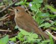[Veery]