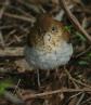 [Veery]