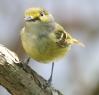 [White-eyed Vireo]