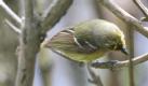 [White-eyed Vireo]