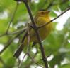 [Wilson's Warbler]