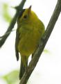 [Wilson's Warbler]
