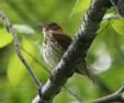 [Wood Thrush]