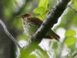 [Wood Thrush]