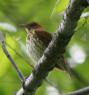 [Wood Thrush]