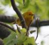 [Yellow Warbler]