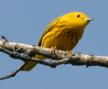[Yellow Warbler]