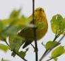 [Yellow Warbler]