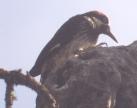 [Acorn Woodpecker]
